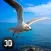 Seagull Bird Survival Simulator 3D Full