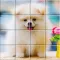 Tile Puzzle Pomeranian Dogs