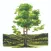 Plant Trees: JNF - USA