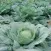 Cabbage Soup