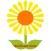 Sunflower Grow