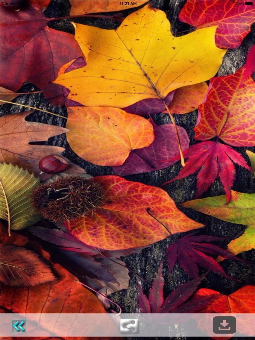 First Day Fall - Autumn HD Wallpapers iPad Screenshots