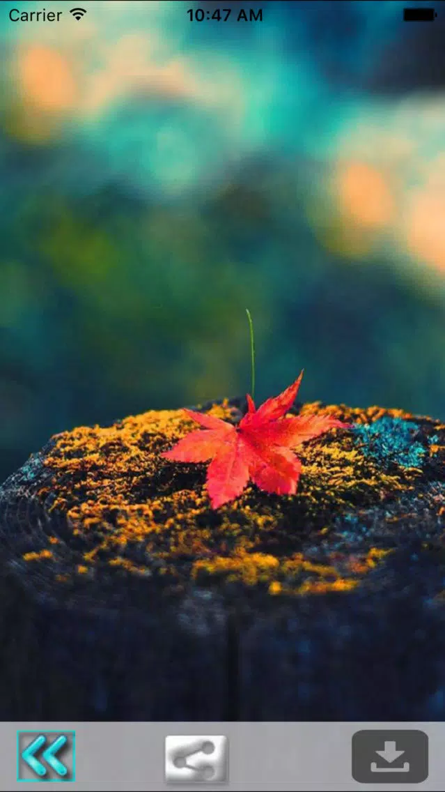 First Day Fall - Autumn HD Wallpapers Screenshots