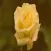 Flowers Wallpapers Free & HD