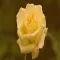Flowers Wallpapers Free & HD
