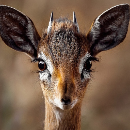 Easy Deer Hunting Calls: Sound Easy Deer Hunting Calls: Sound