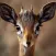 Easy Deer Hunting Calls: Sound