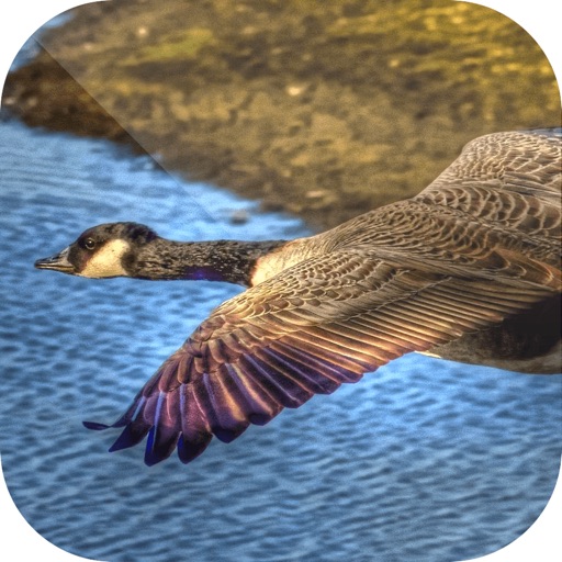Easy Duck Hunting Calls: Decoy Easy Duck Hunting Calls: Decoy