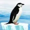 Knowee : Penguins