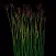 Grass Flower Weed: Bluestem
