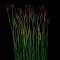 Grass Flower Weed: Bluestem