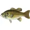 Fish Stickers