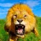 Wild Lion Simulator