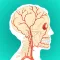 Anatomy and Physiology GO