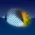 FischFinder – Wordwide Fish ID, Fish Guide and Reef Guide