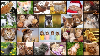 Cute Cats - Real Cat and Kitten Picture Jigsaw Puzzles Games for Kids Screenshots