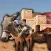 Donkey Cart Driver