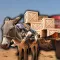 Donkey Cart Driver