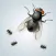 Annoying Fly HD