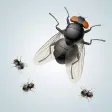 Annoying Fly App