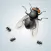 Annoying Fly App