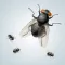 Annoying Fly App