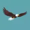 Eagle Scream