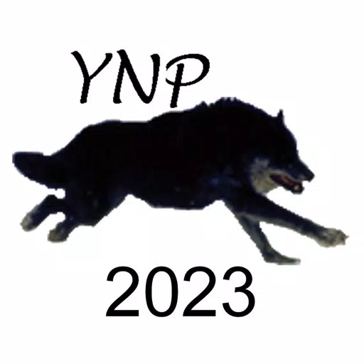 Yellowstone Wolves 2023 Yellowstone Wolves 2023