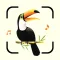 Bird Song Identifier Sounds ID