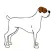 Cute White Boxer Dog Sticker