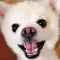 Merge Dog