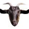 Goat Sticker for iMessage