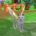 Mystic Flying Cat Realm