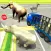 City Zoo Transport Truck 2016: Grand Truck Animal Transporter Driving And Parking Simulator