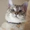猫飼いシミュレーション