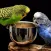 Kiwi the Parakeet