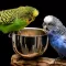 Kiwi the Parakeet