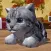 Cute Pocket Cat 3D