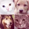 Chats & Chiens : Races et Quiz