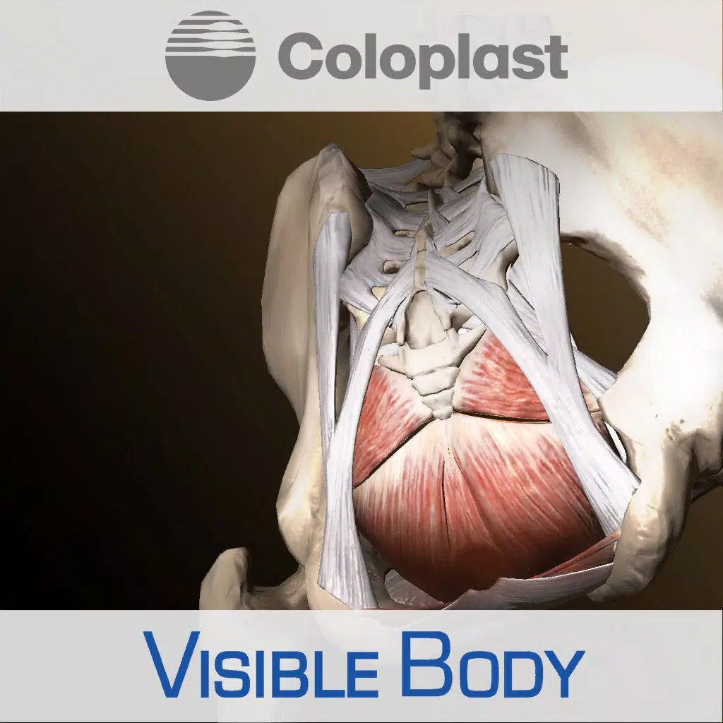 Pelvic Anatomy for Coloplast Pelvic Anatomy for Coloplast