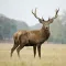 Deer Hunting Calls Plus