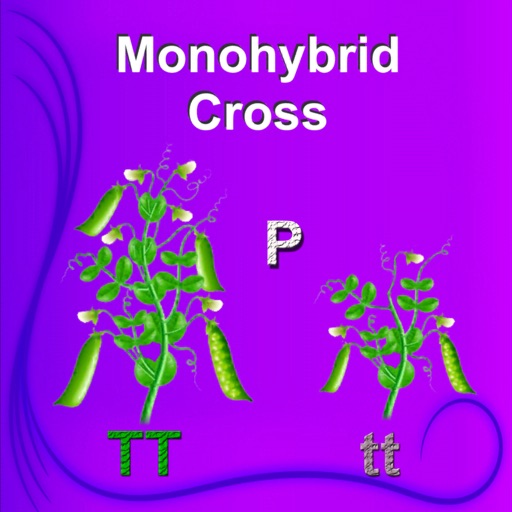 Monohybrid Cross Monohybrid Cross