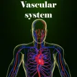 Vascular system