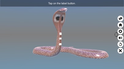 Diversity in Living: Reptilia Screenshots