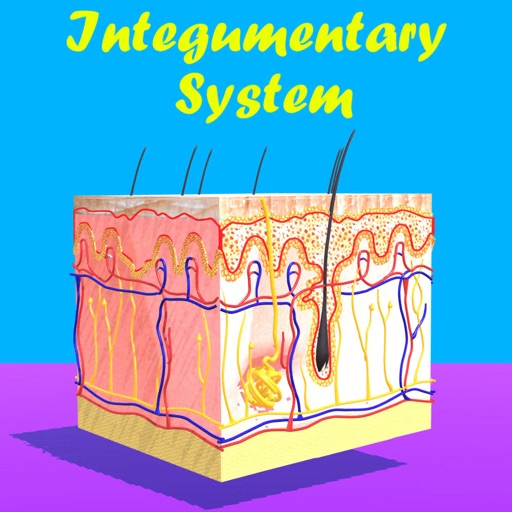 Skin: Integumentary System Skin: Integumentary System