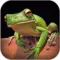 Atlas: Reptiles of World