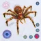 Spider Hunter Killing Games 3D