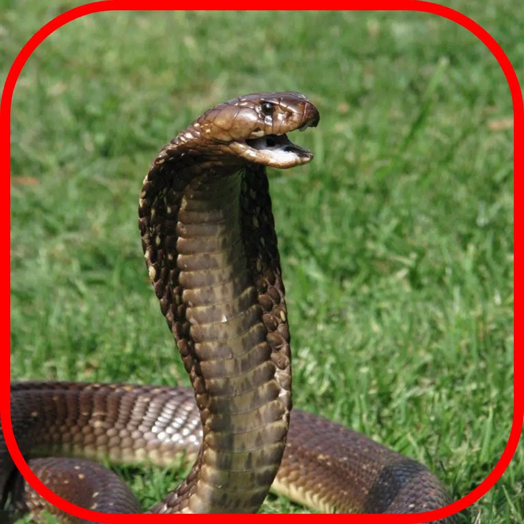 Snake Scare Prank - Prank girls with scary snake Snake Scare Prank - Prank girls with scary snake