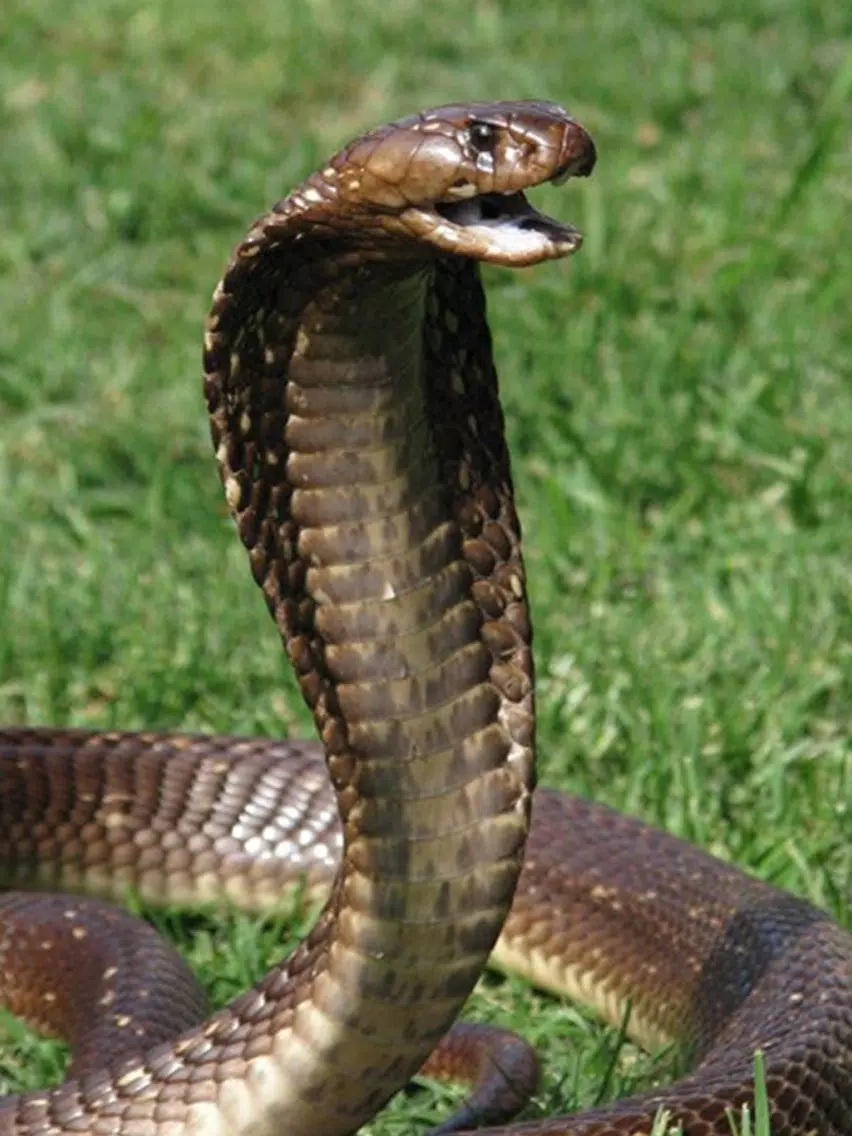 Snake Scare Prank - Prank girls with scary snake iPad Screenshots
