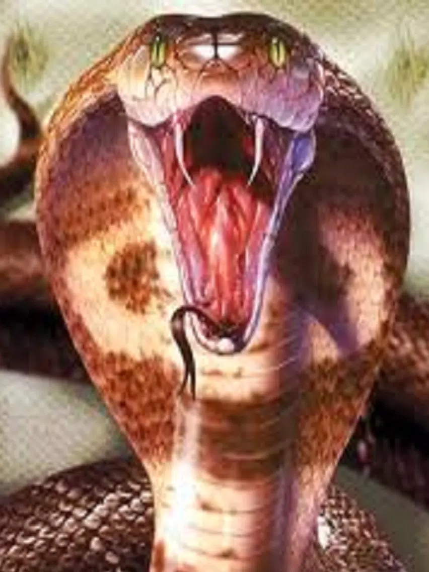 Snake Scare Prank - Prank girls with scary snake iPad Screenshots